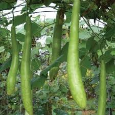 Cucuzzi Gourd Cucurbita pepo seeds for garden planting
